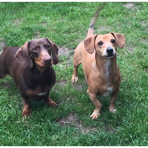 Schnitzel - Dachshund Necklace