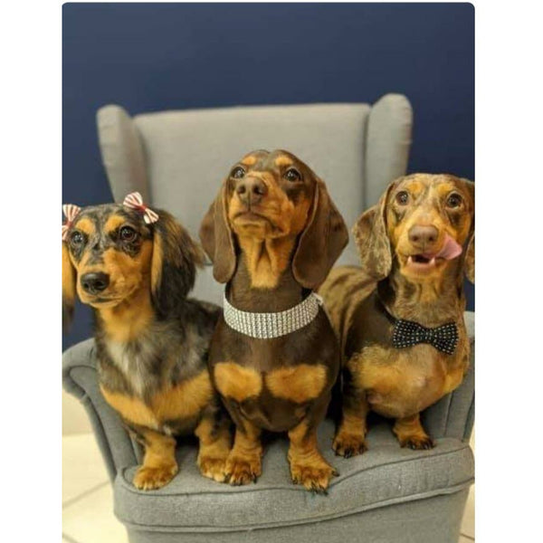 Frankie Dachshund - Pendant