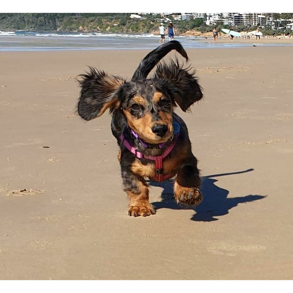 Lou Lou - Dachshund Stud