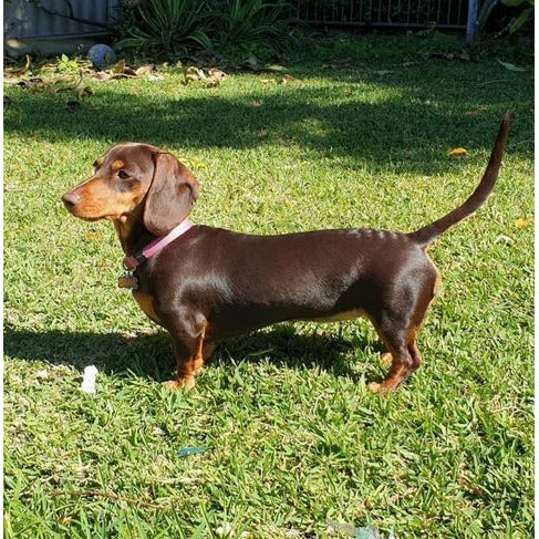 Momo - Dachshund Earring