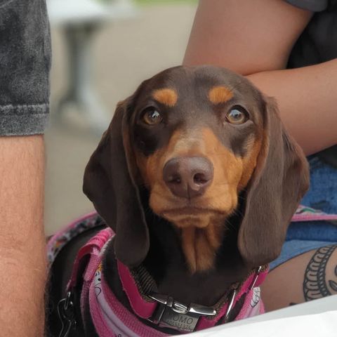 Momo - Dachshund Earring